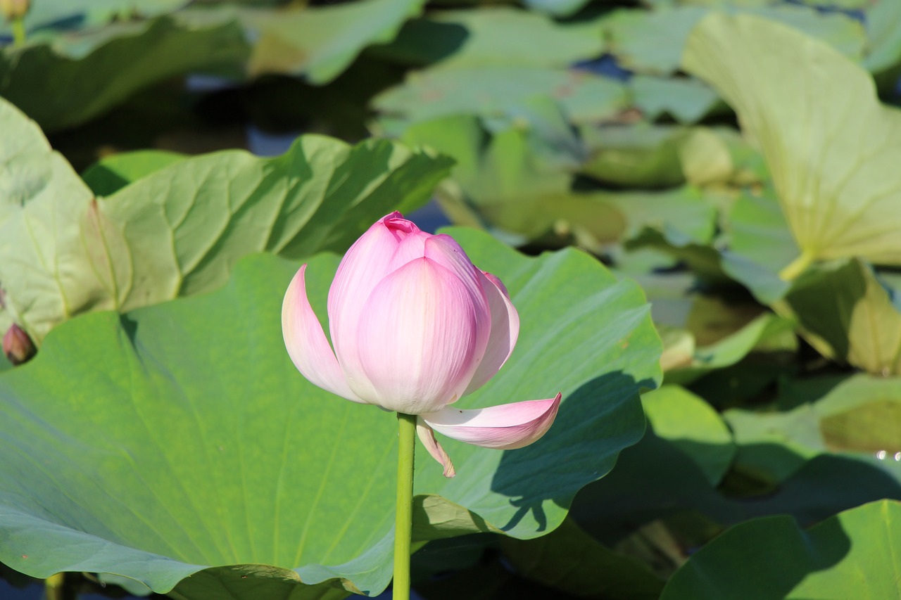 changchun jingyuetan lotus free photo