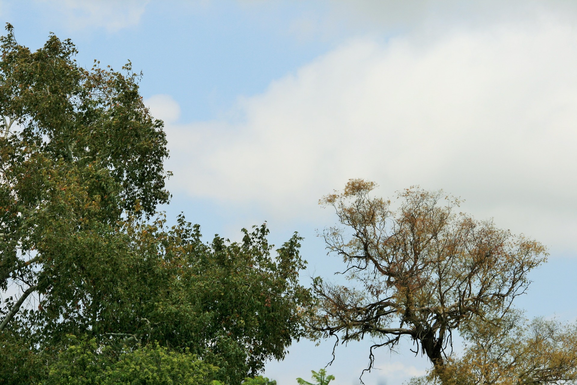 trees tops foliage free photo