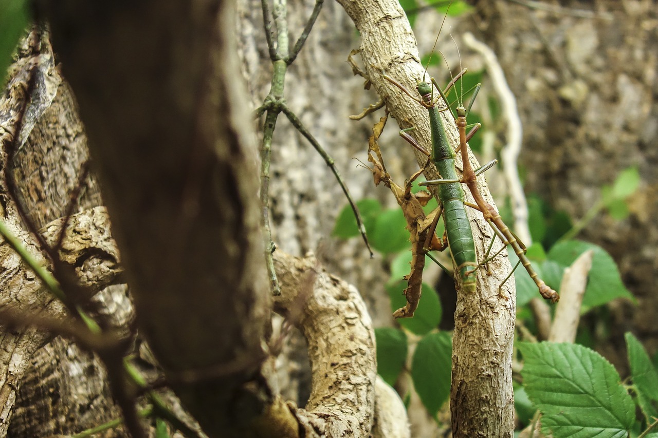 changing leaves insect small animal free photo