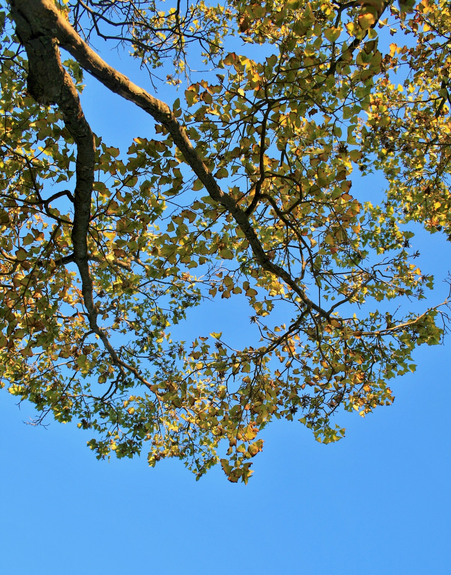 sky blue clear free photo