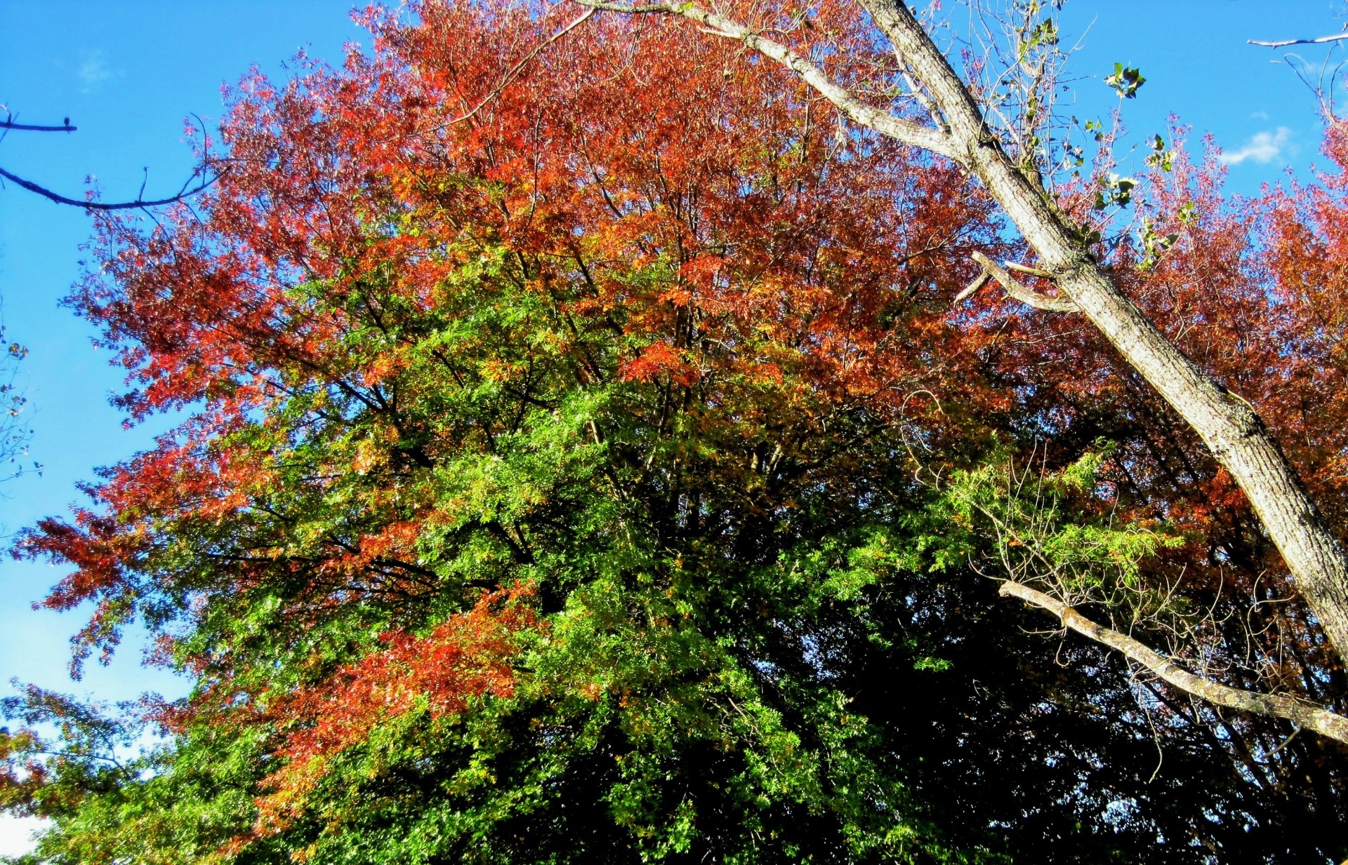 tree autumn orange free photo