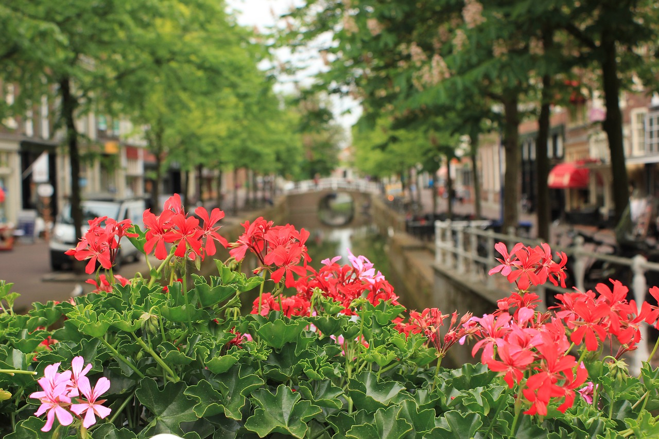 channel netherlands flowers free photo