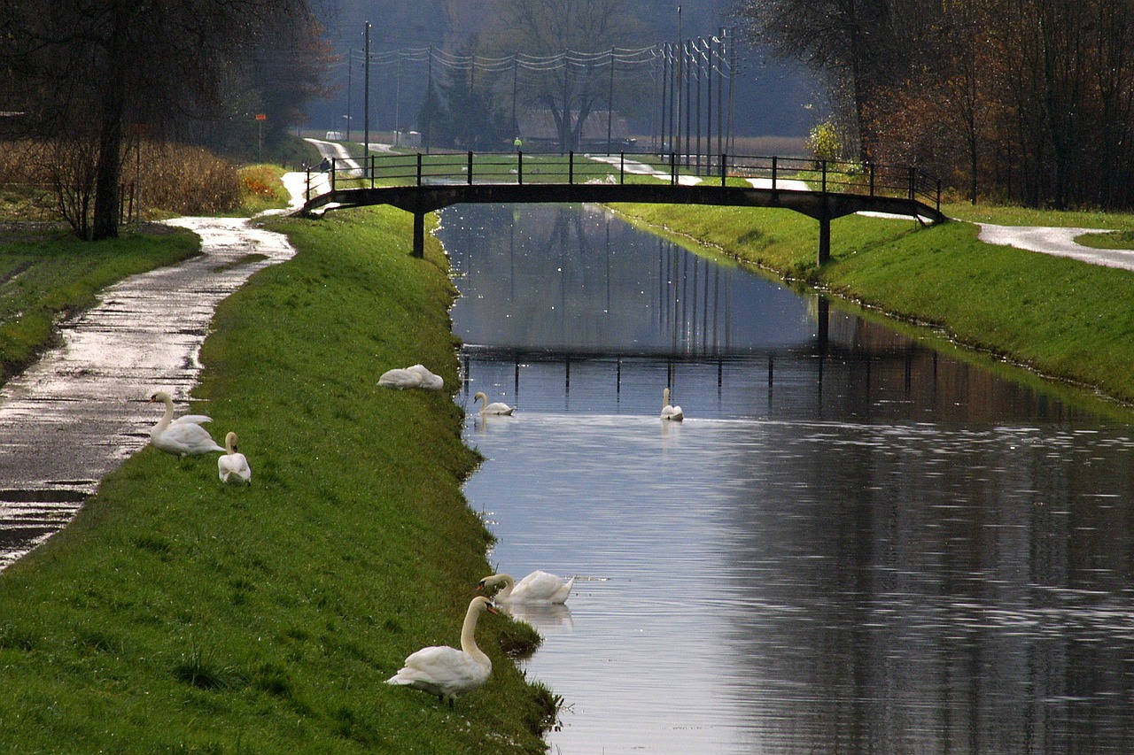 channel rain swans free photo