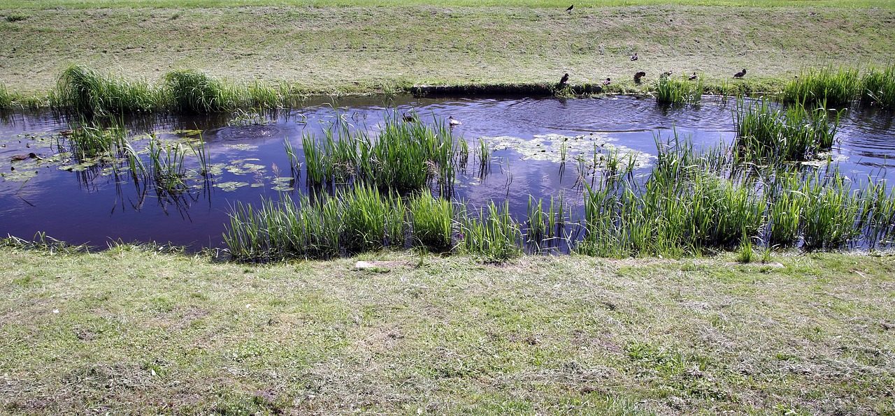 channel river ducks free photo