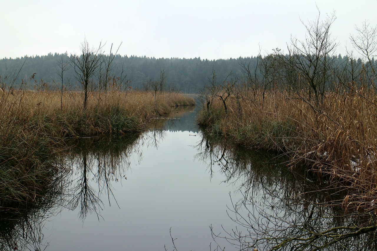 channel reed moor free photo