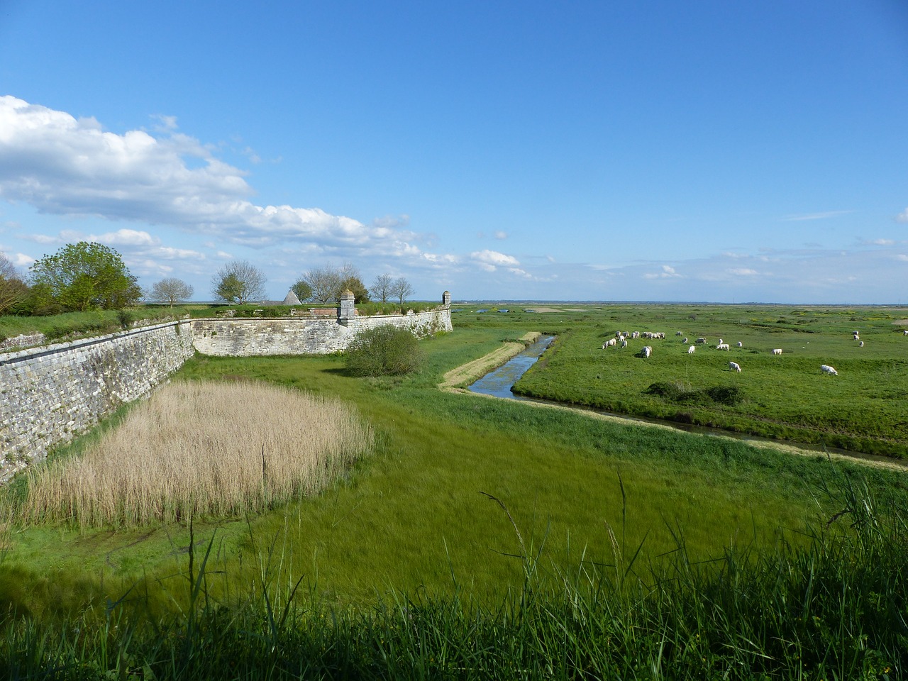 channel ramparts cattle free photo