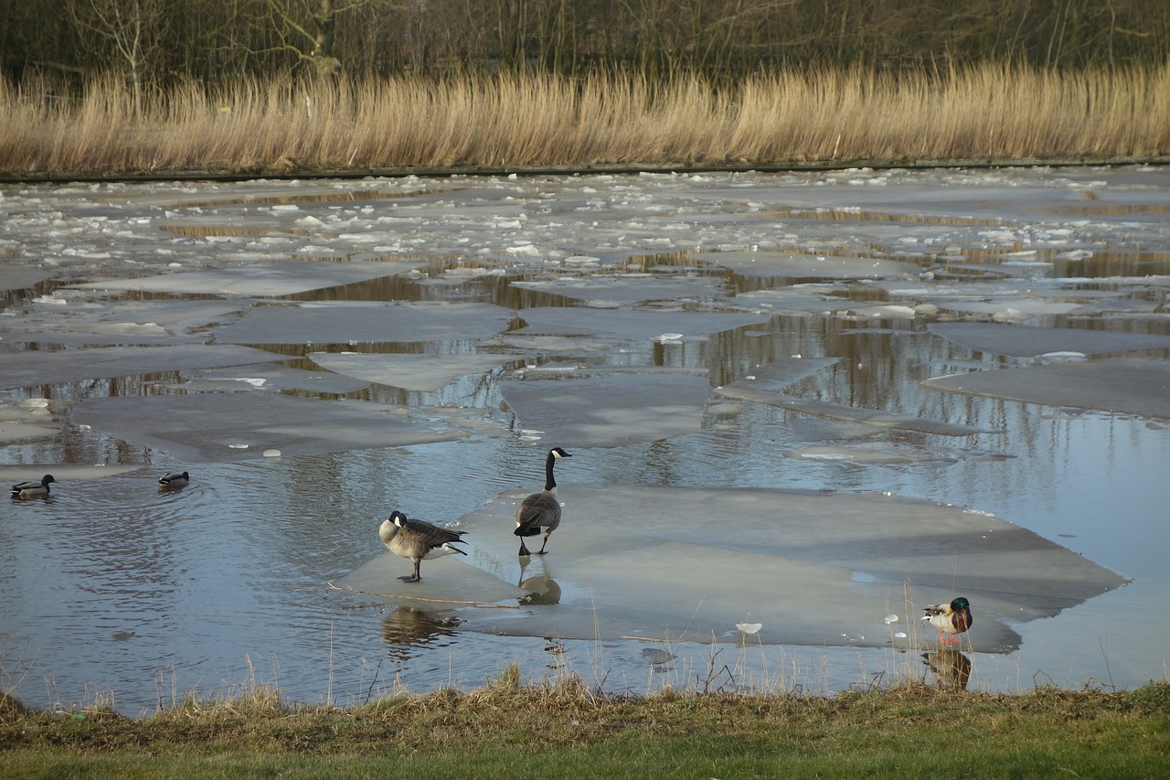 channel  ice  water free photo