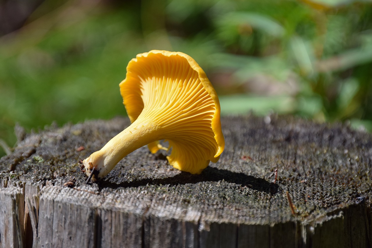 chanterelle autumn mushroom free photo