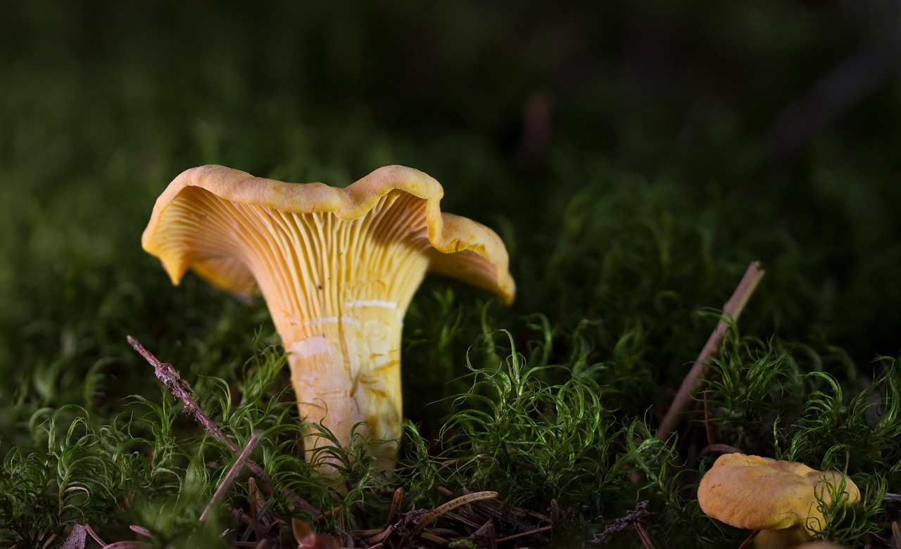 chanterelle mushroom egg sponge free photo