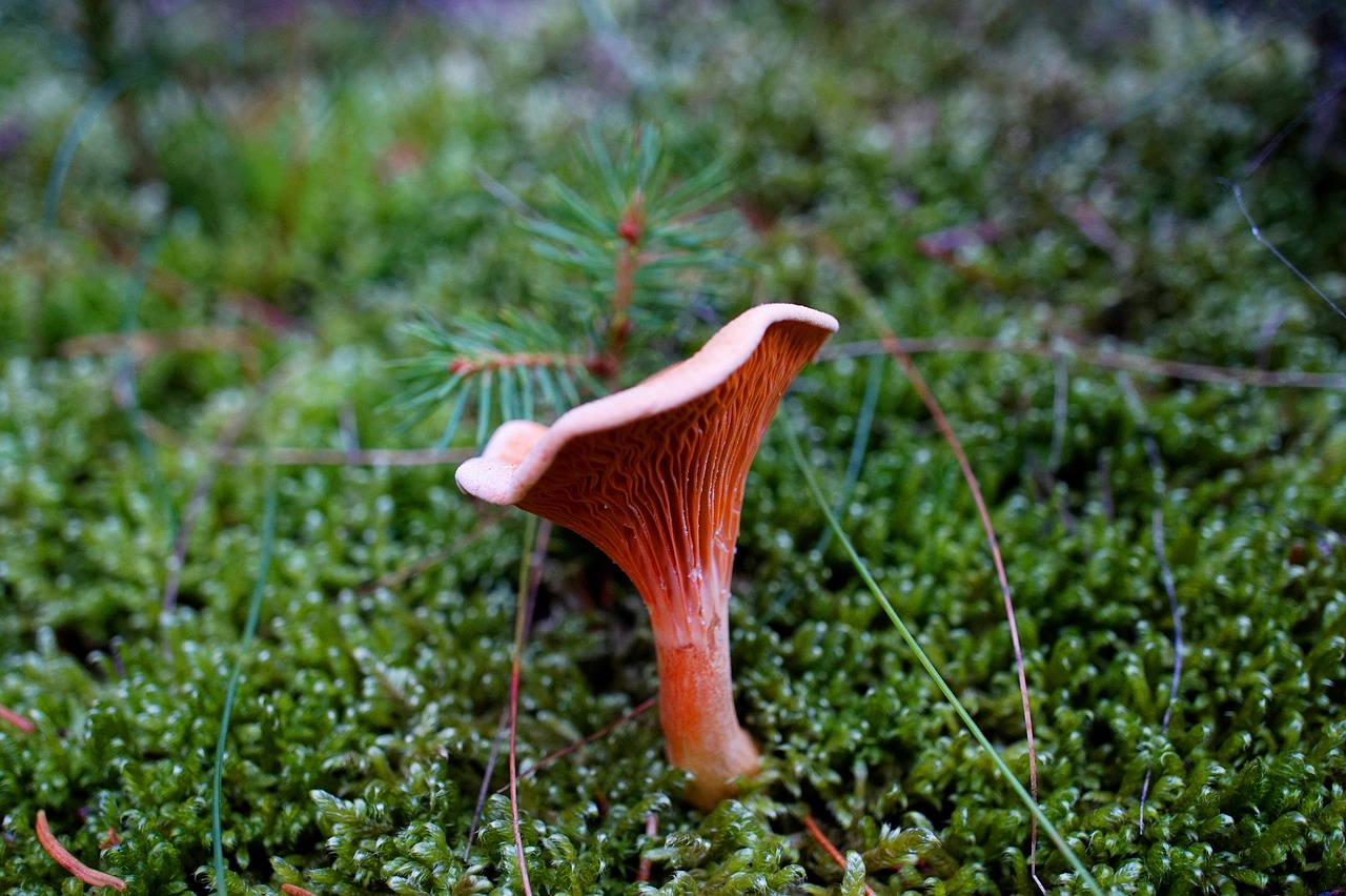 chanterelle  mushroom  moss free photo