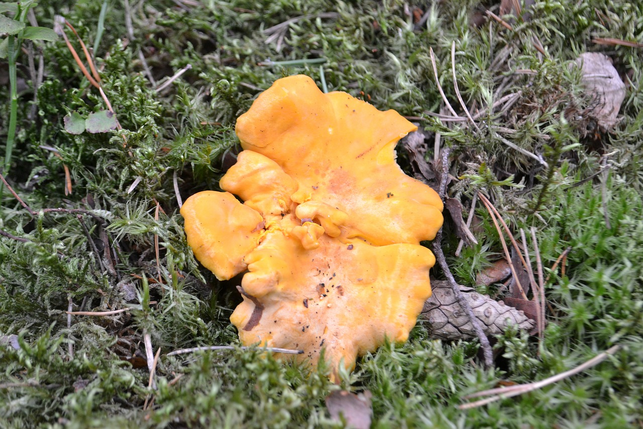 chanterelle fungus foam free photo