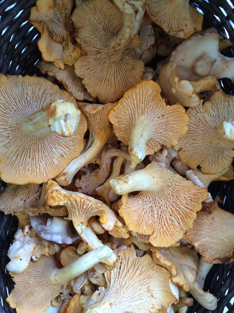chanterelle mushrooms summer harvest free photo
