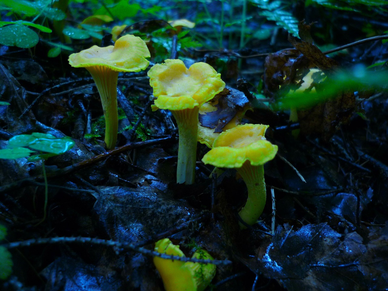 chanterelles mushrooms summer free photo