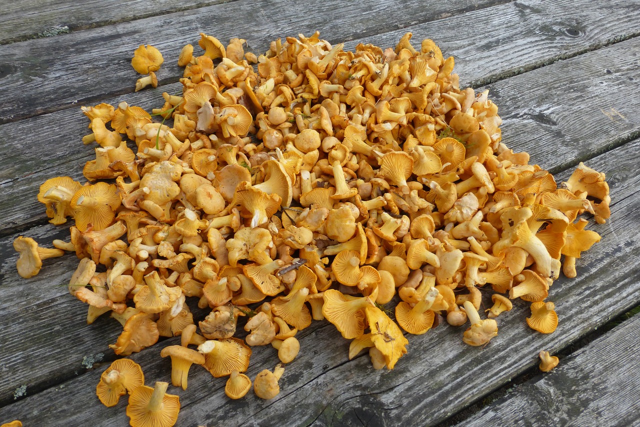 chanterelles mushrooms collect free photo
