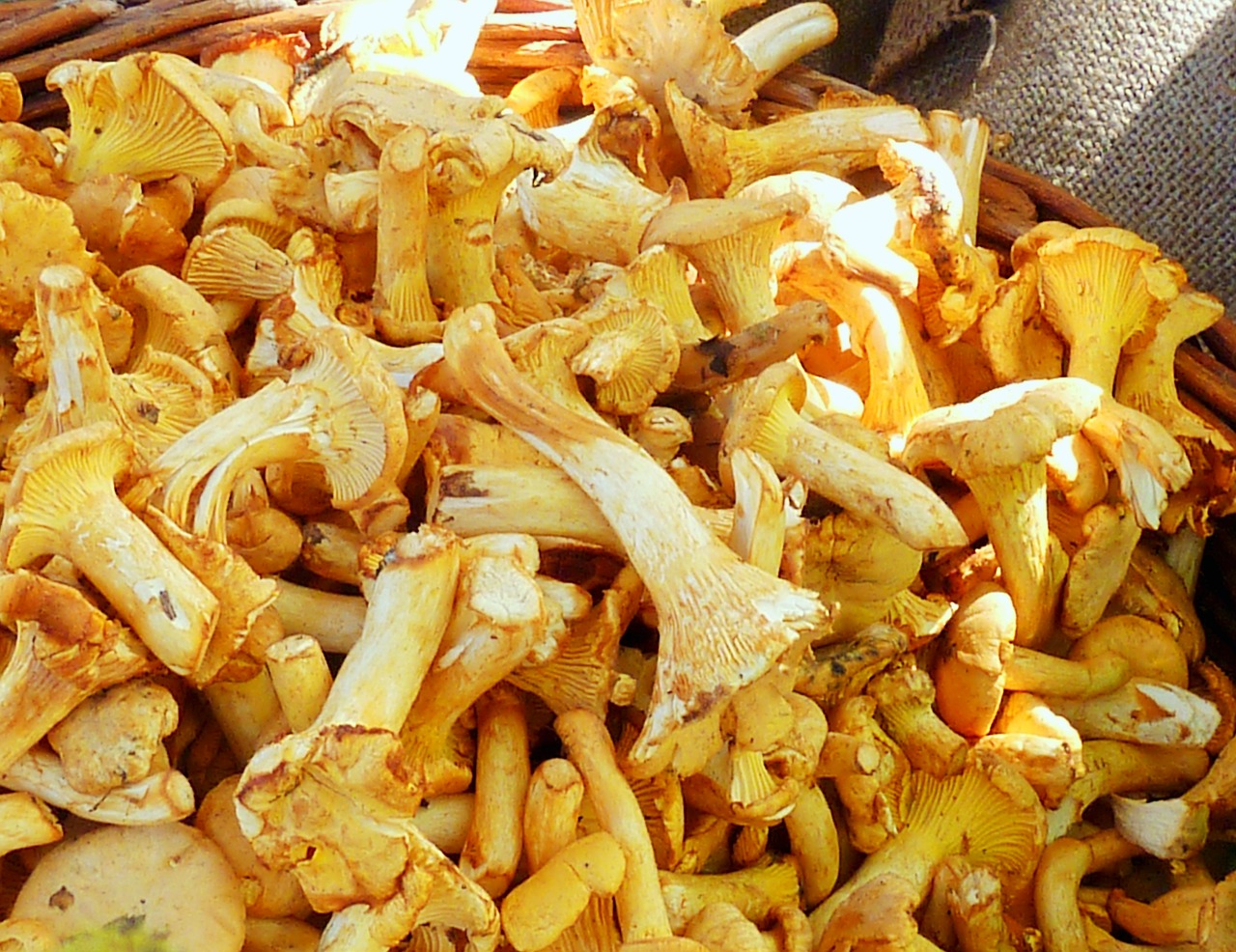 chanterelles mushrooms market free photo