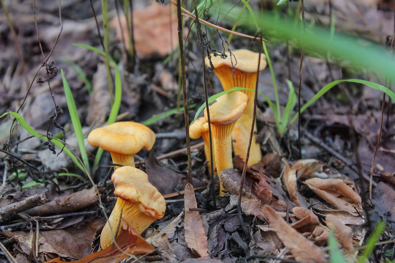 chanterelles mushrooms forest free photo