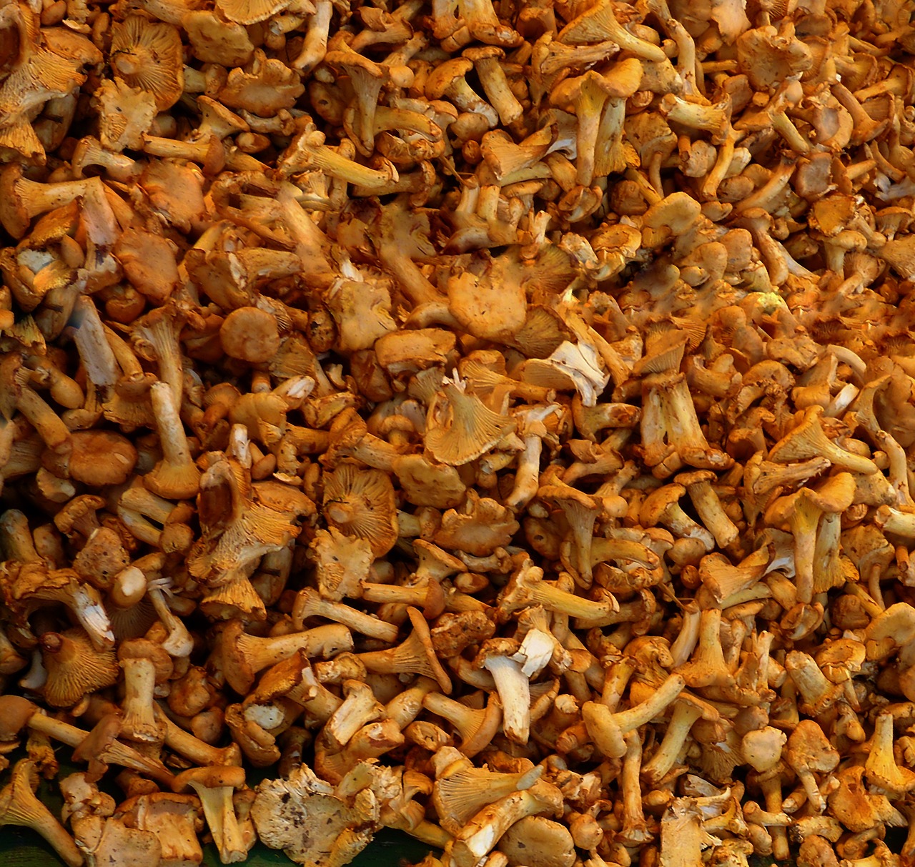 chanterelles mushrooms edible free photo