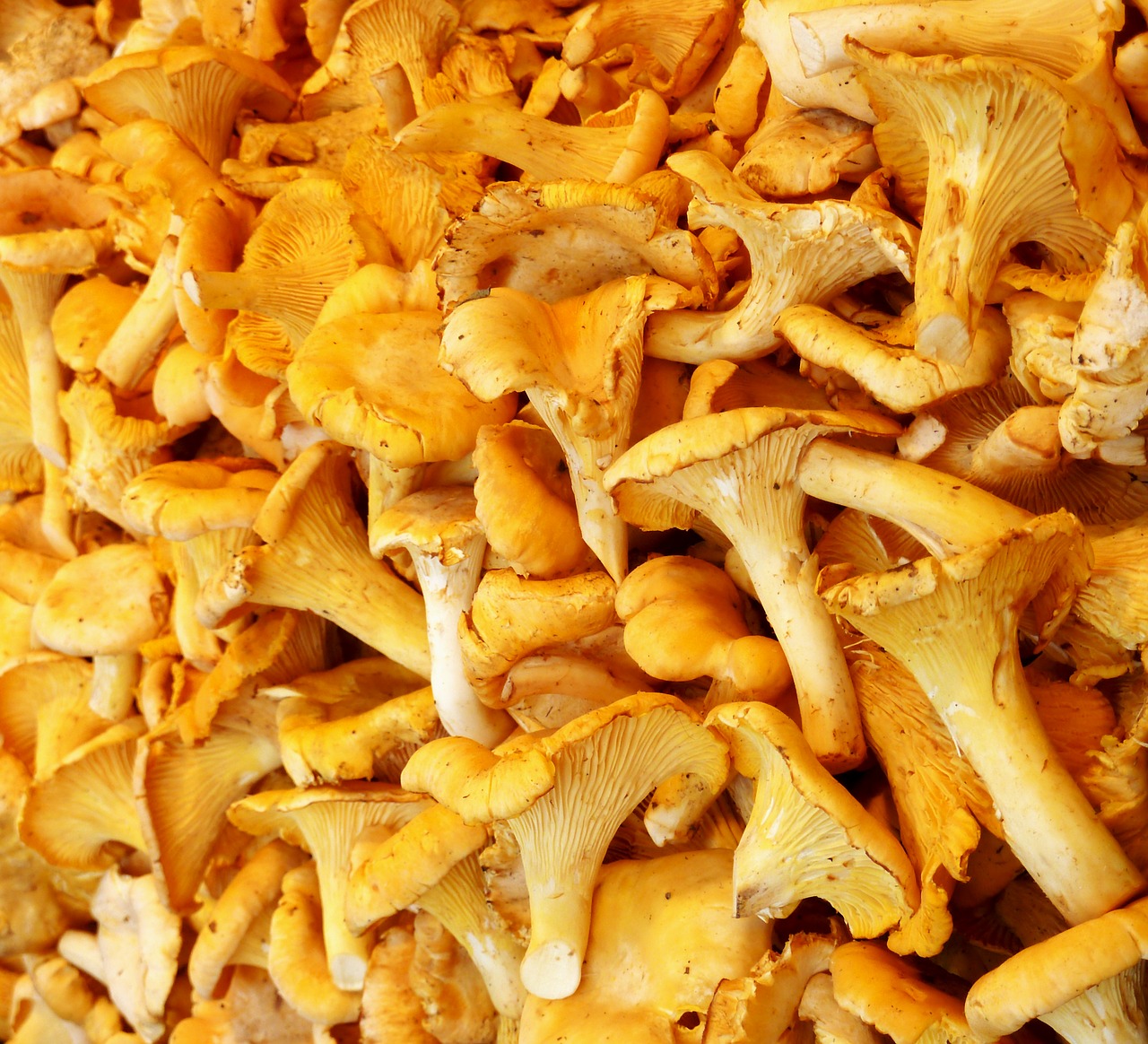 chanterelles mushrooms edible free photo