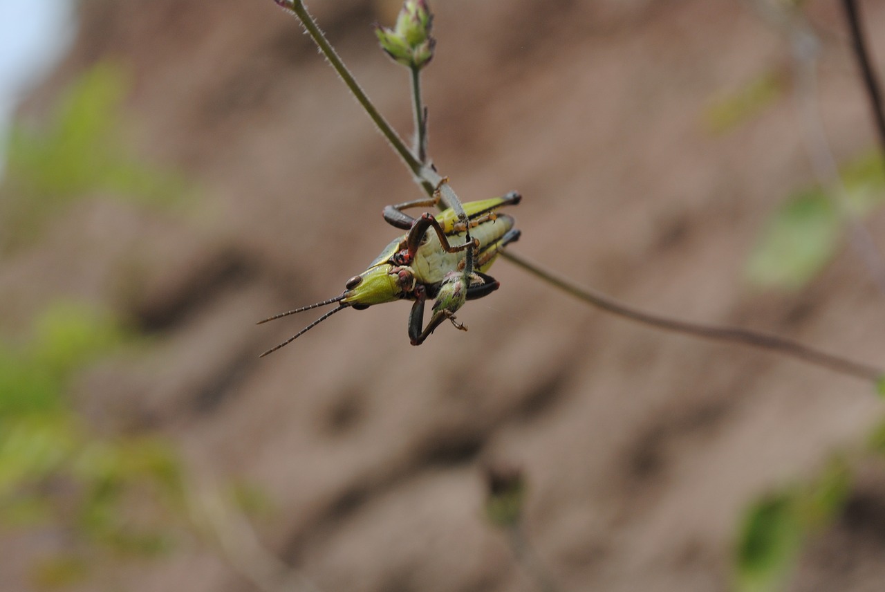 chapulin grasshoppers regional insect free photo