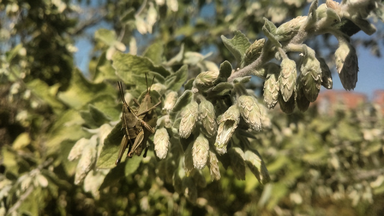 chapulines  mating  couple free photo