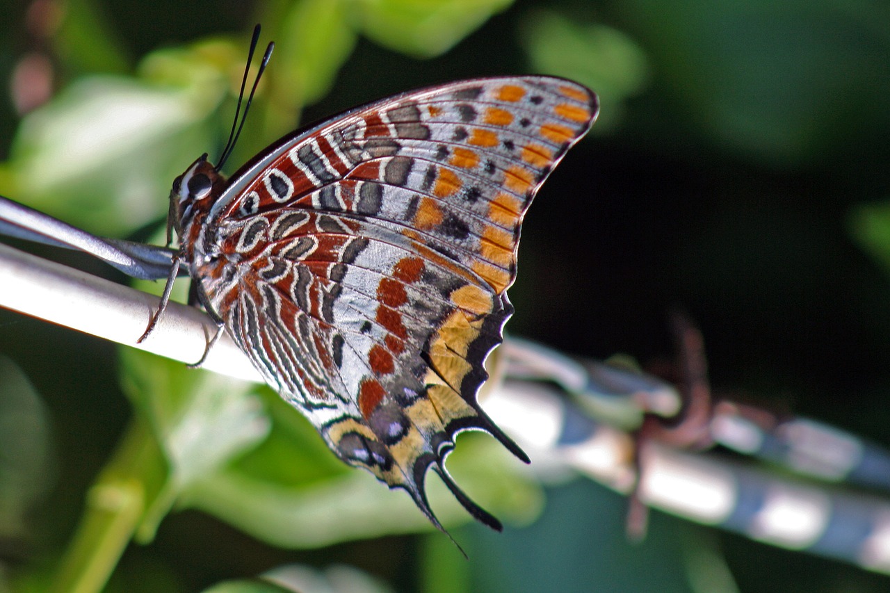 charaxes jasius two-tailed pasha butterfly free photo