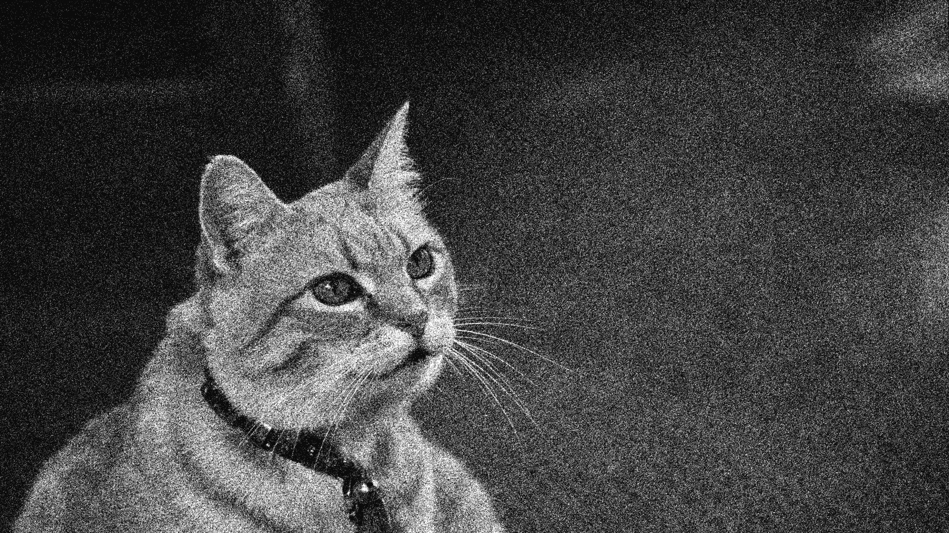 cat charcoal drawing free photo