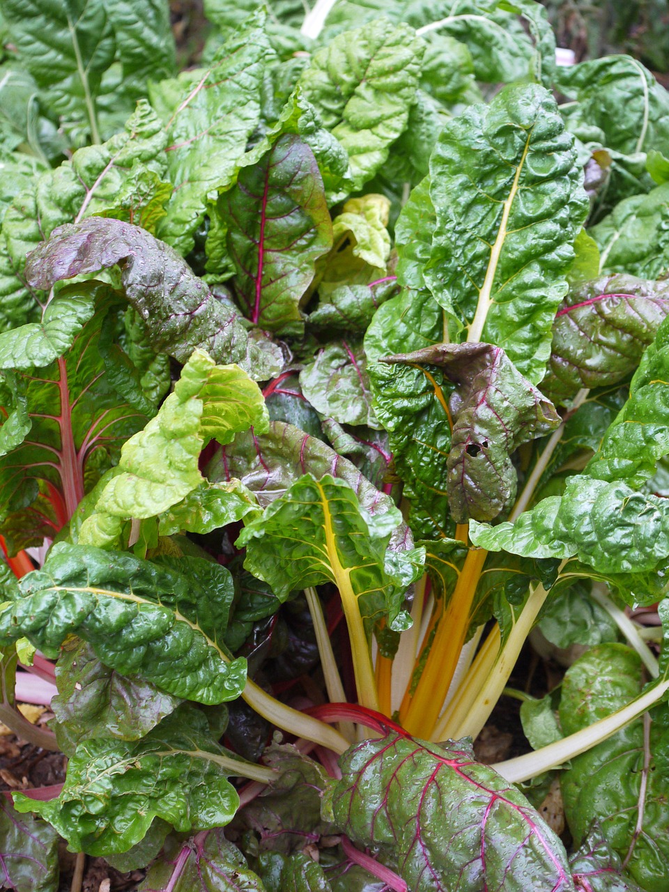 chard vegetable patch healthy free photo