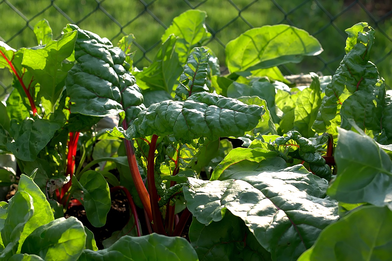 chard leaves vegetables free photo