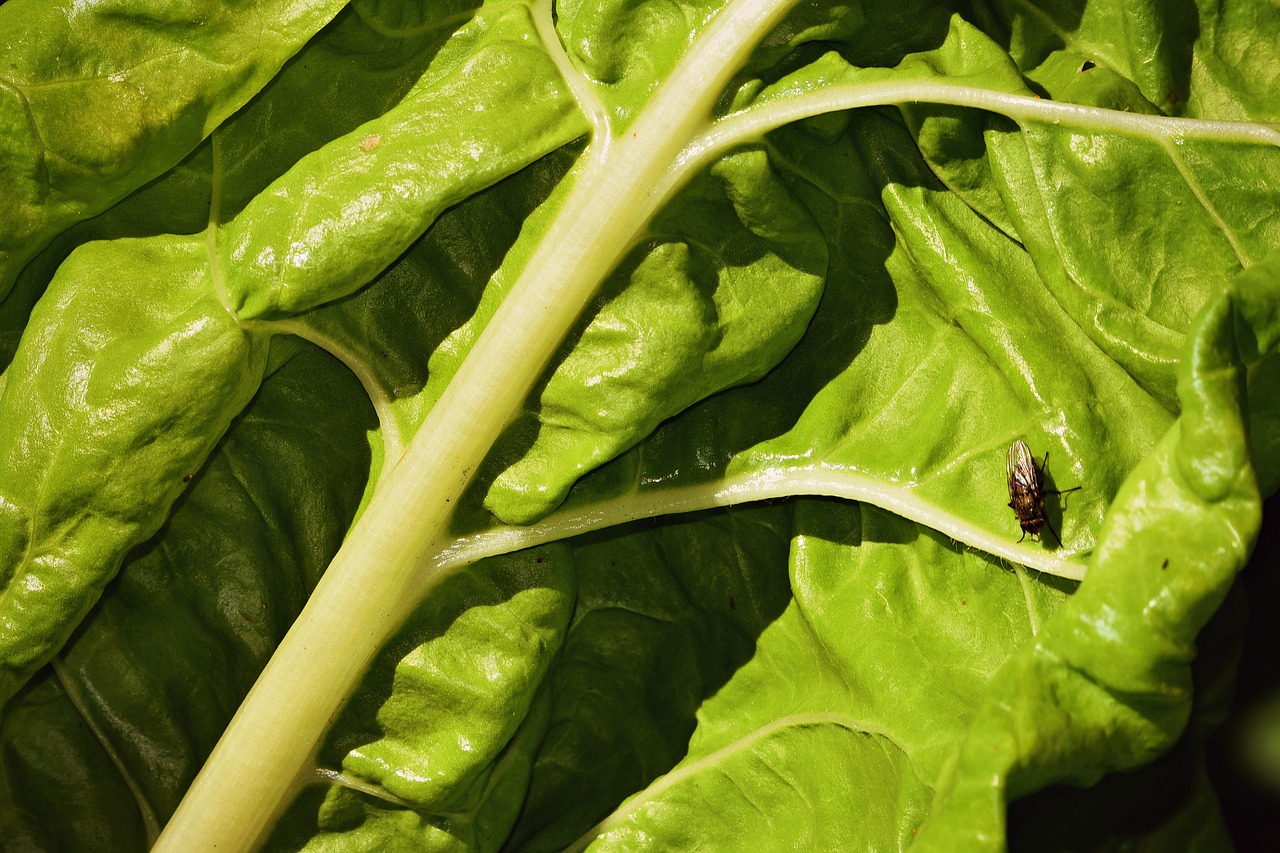 chard  vegetable  leaf free photo