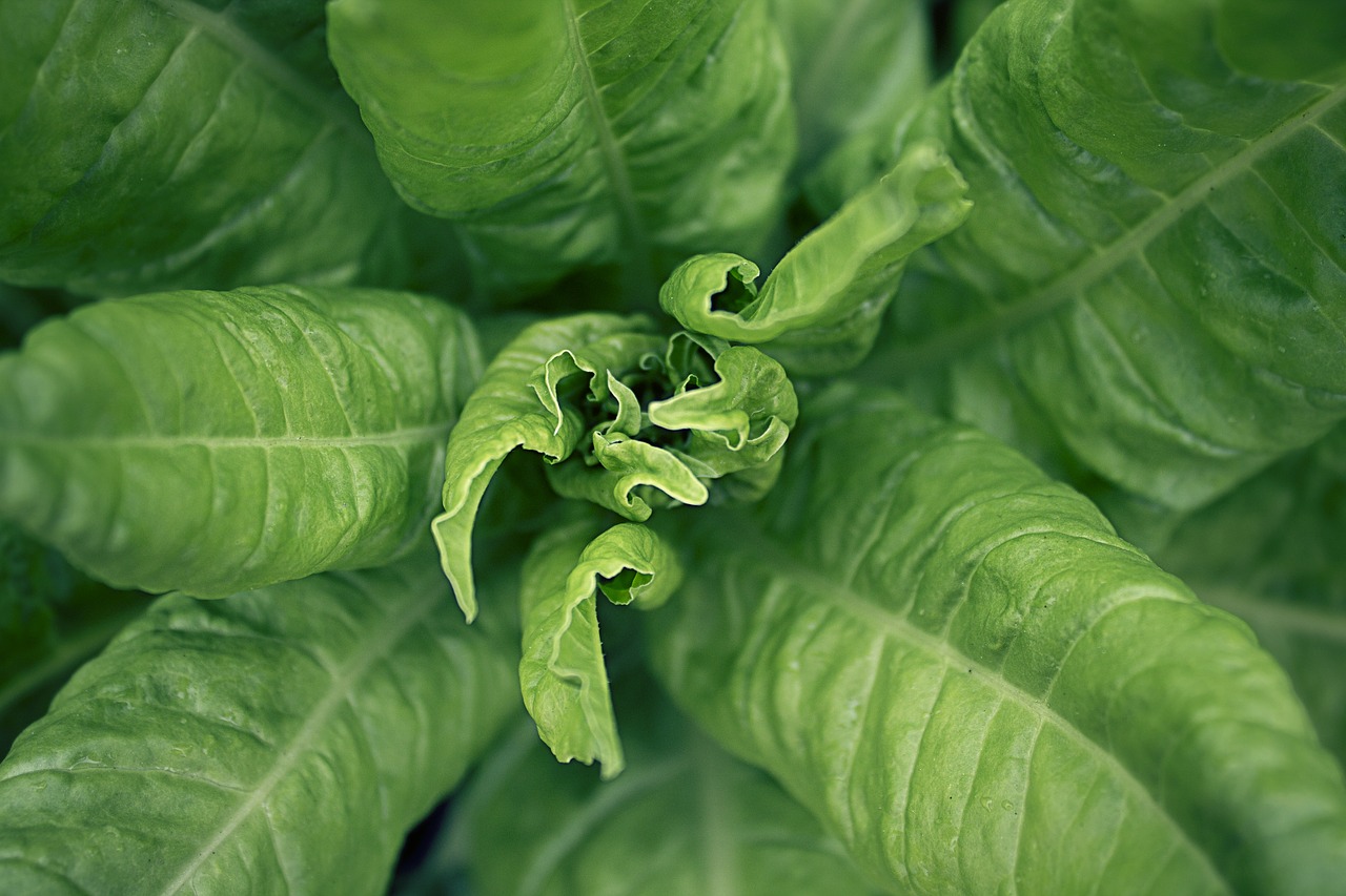 chard  salad  vegetables free photo