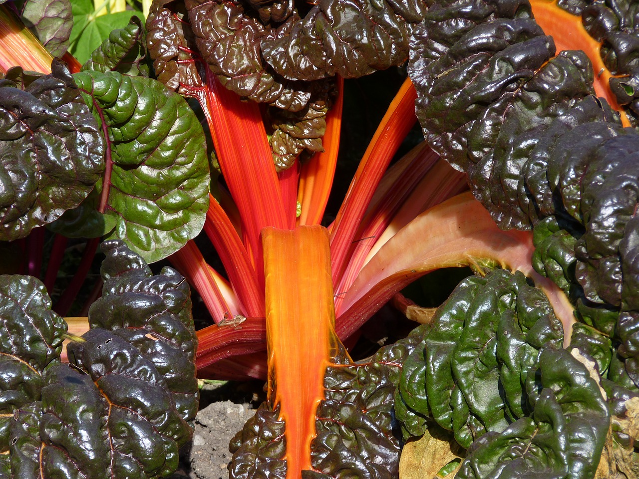 chard colorful vegetables free photo