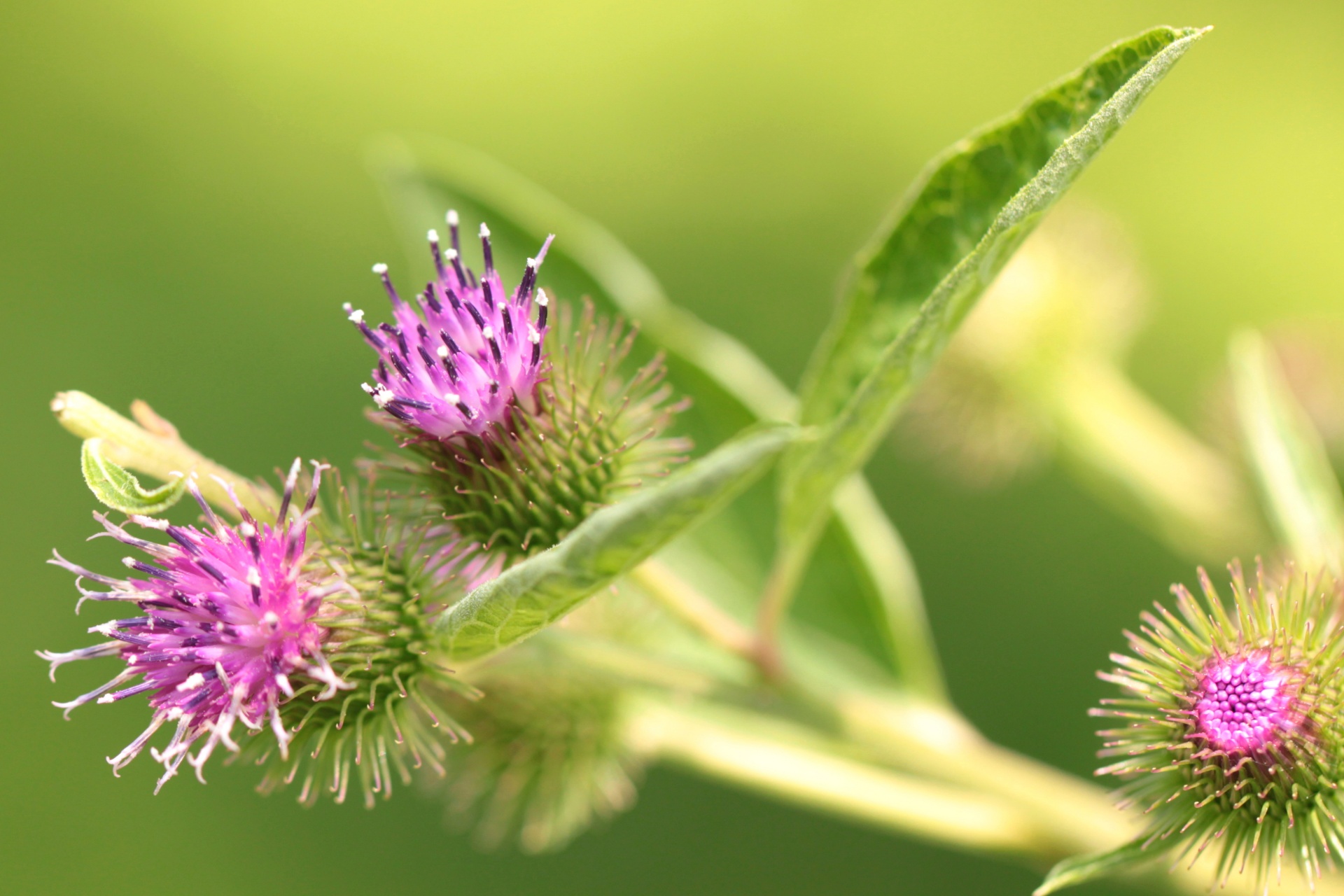 thistle wildflower picnic free photo