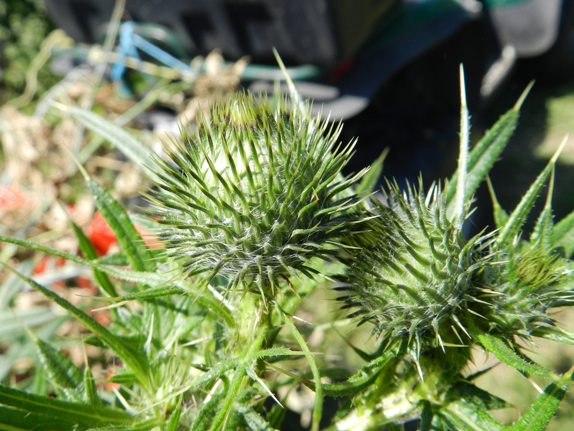 flowers thistles nature free photo