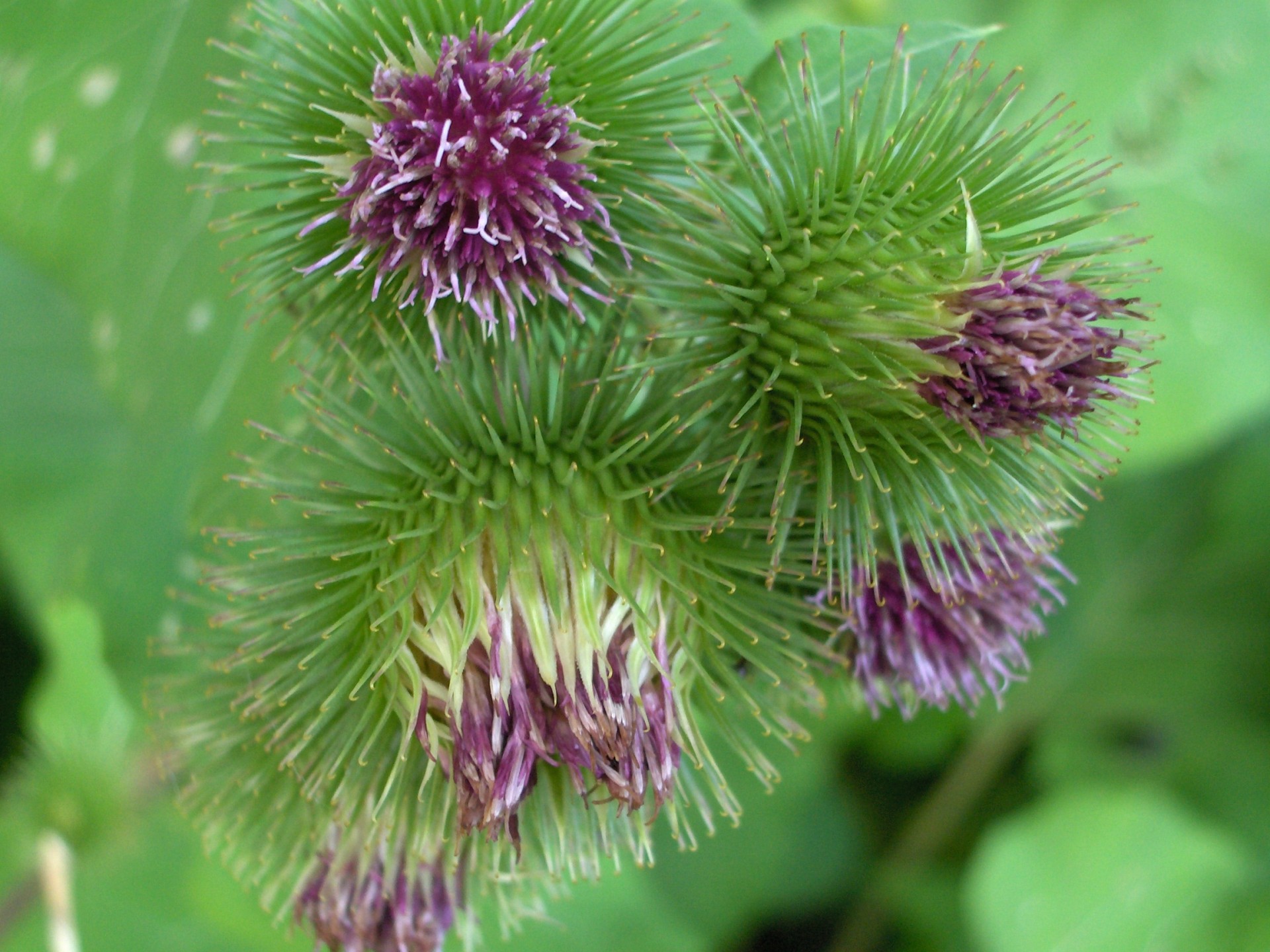 flower thistle wild free photo