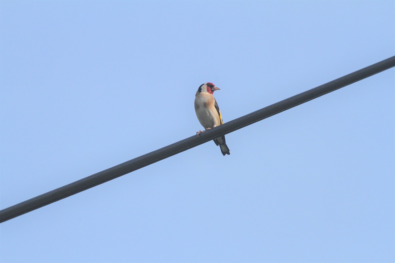 chardonnet elegant  birds  color free photo