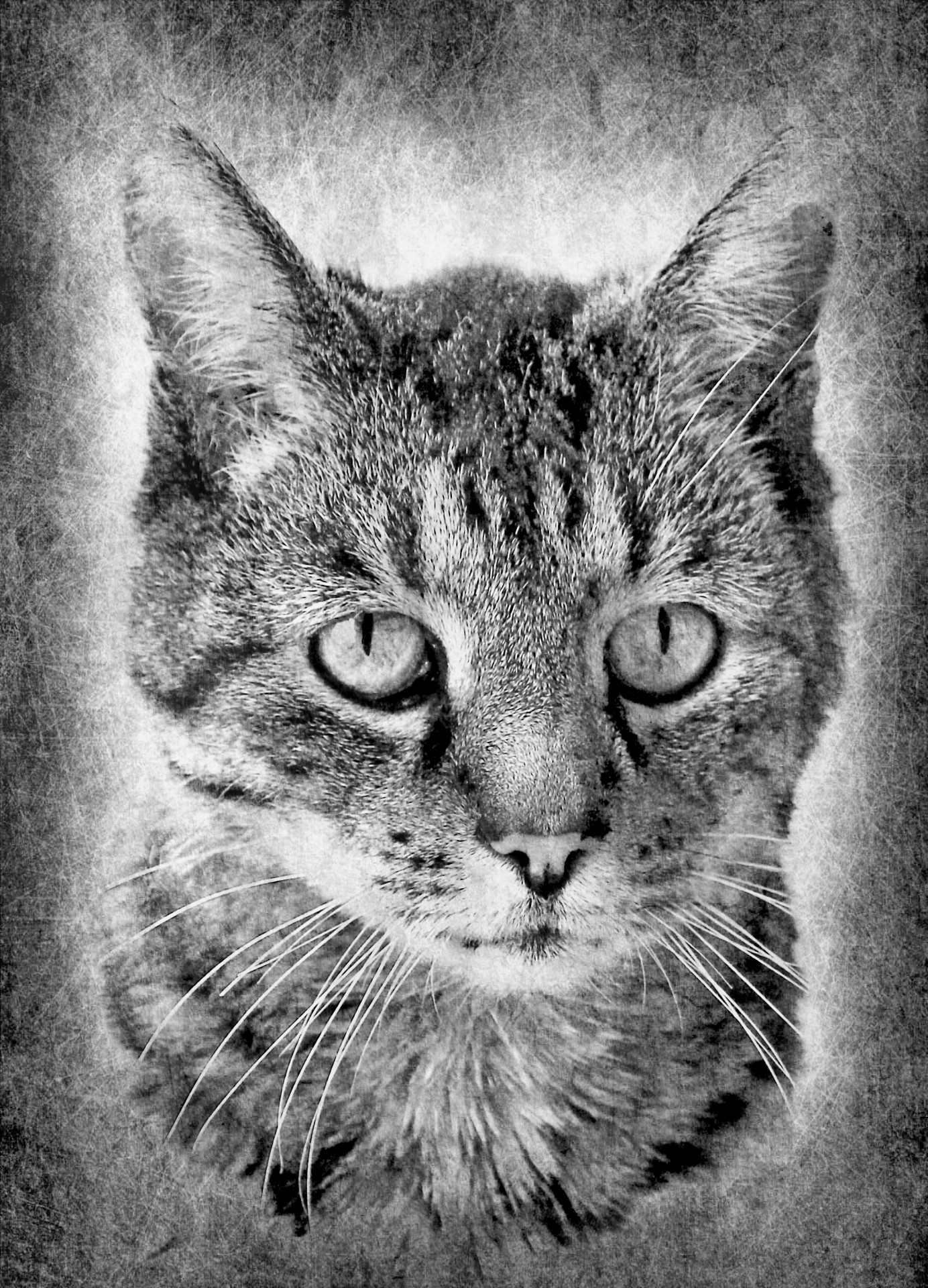 cat domestic cat black white free photo