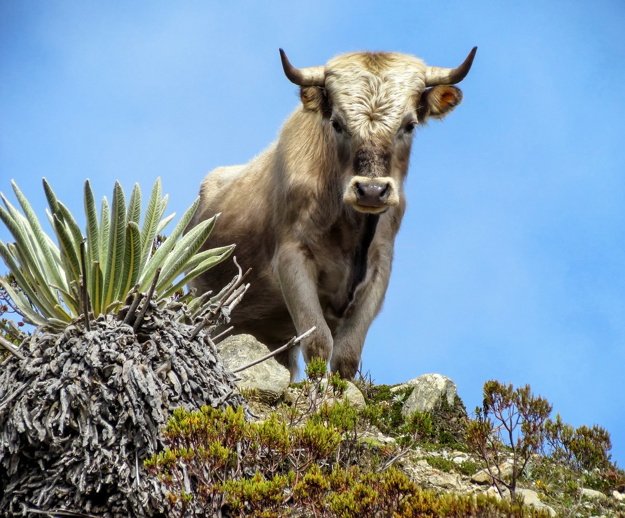 charolais bull cattle free photo