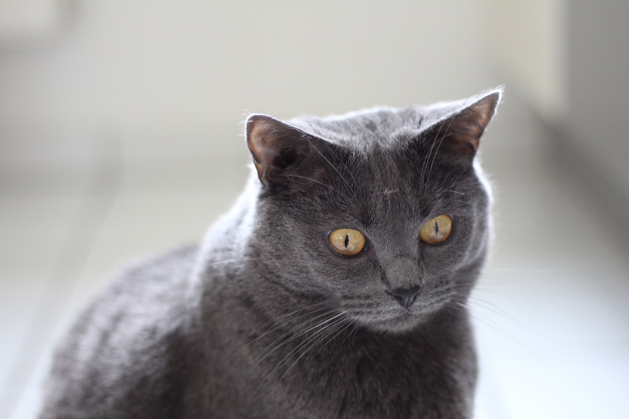 chartreux cat animals free photo