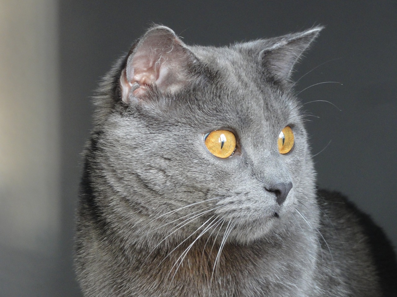 chartreux cat animals free photo