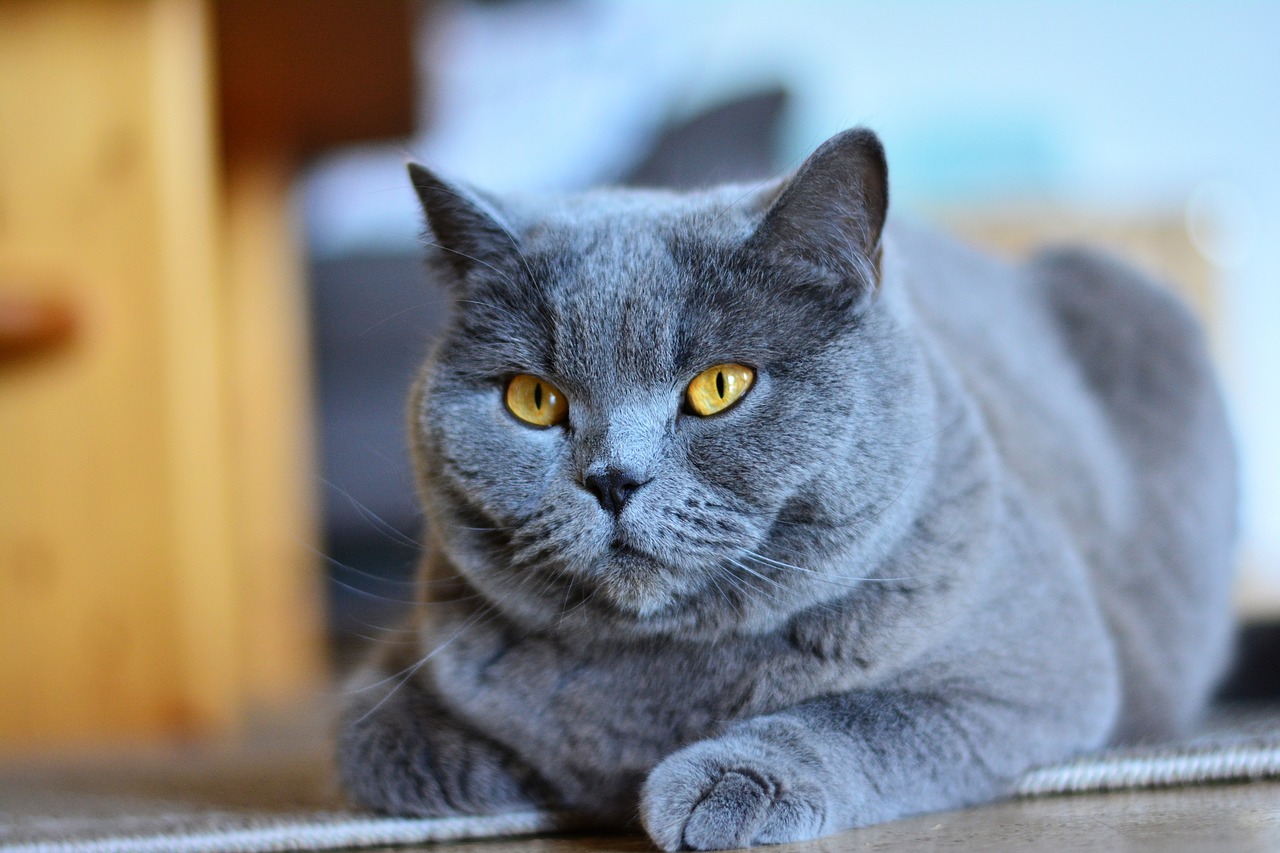 chartreux cat animal free photo