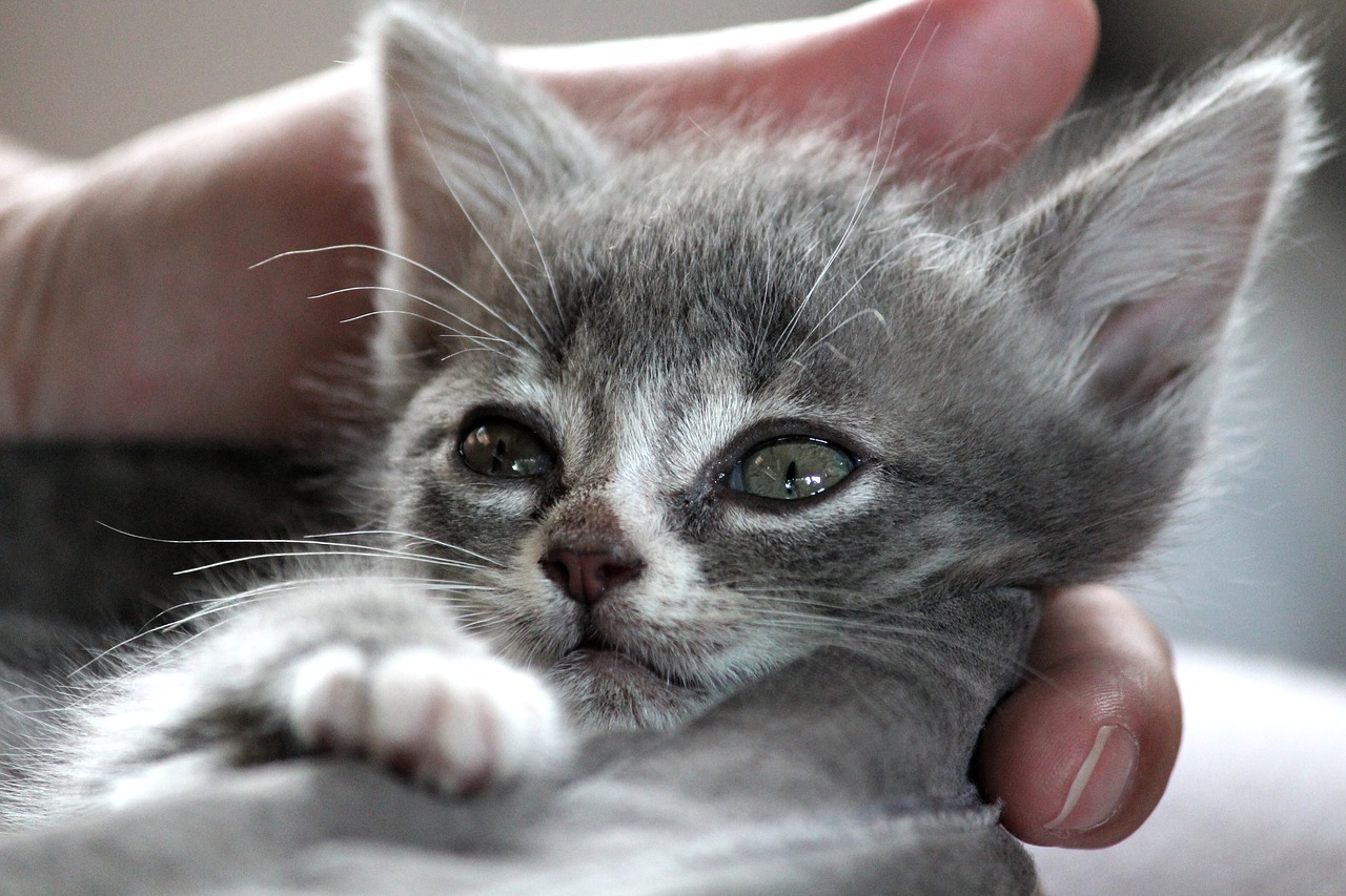 chartreux  hybrid  cat free photo