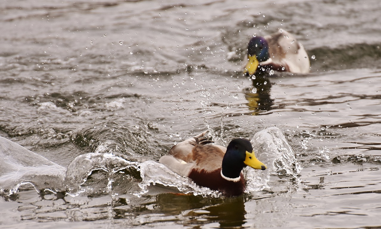 chase ducks mallards free photo