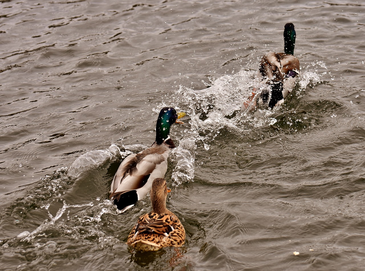 chase ducks mallards free photo
