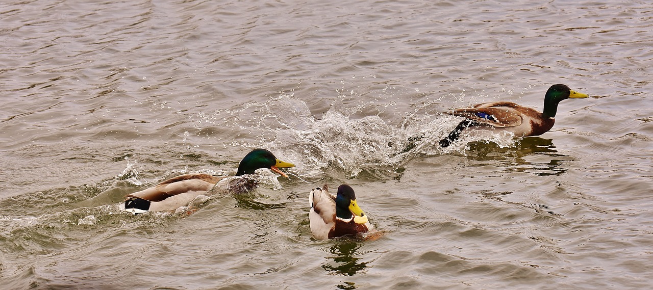chase ducks mallards free photo