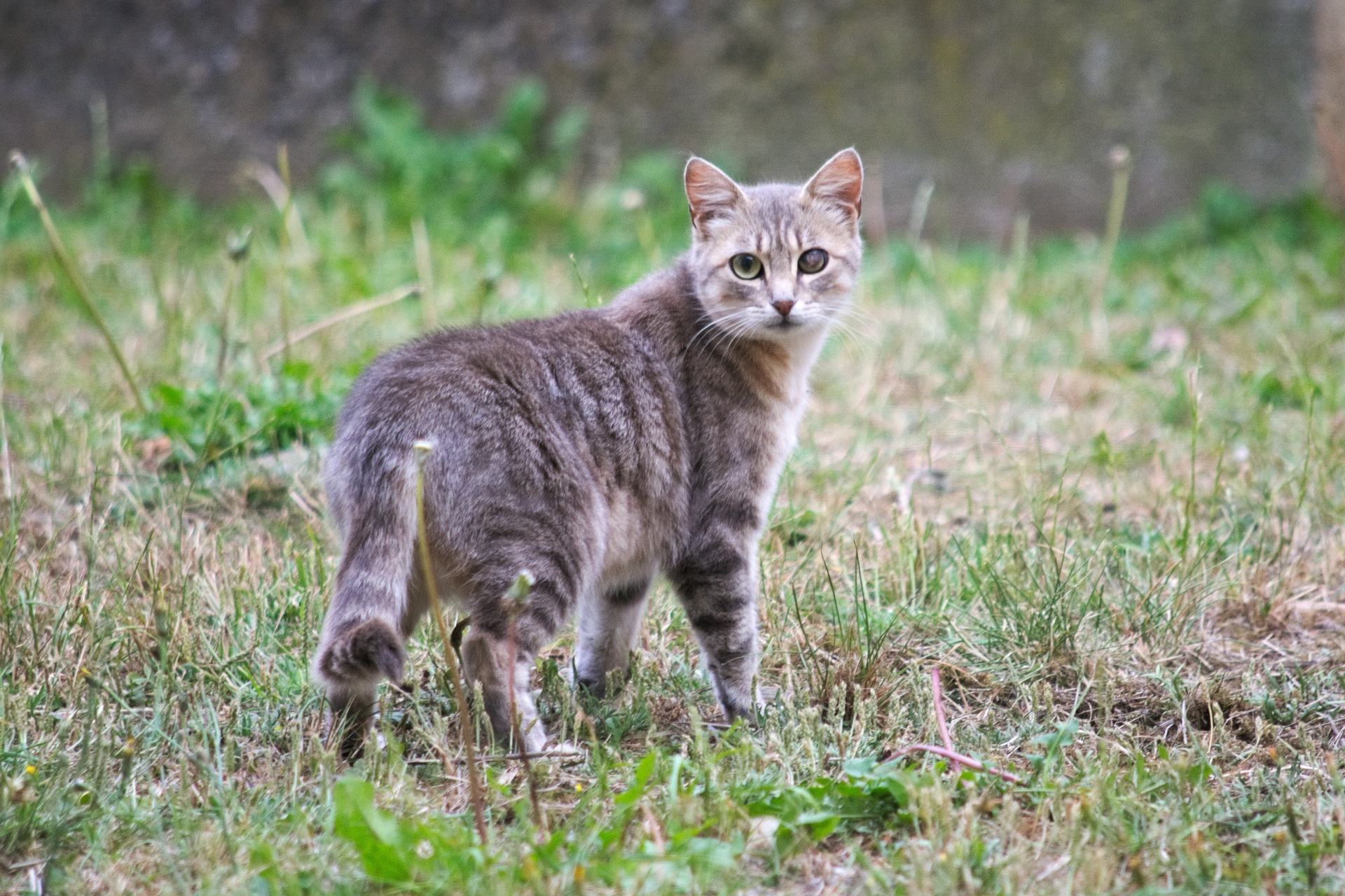 cat feline tabby cat free photo