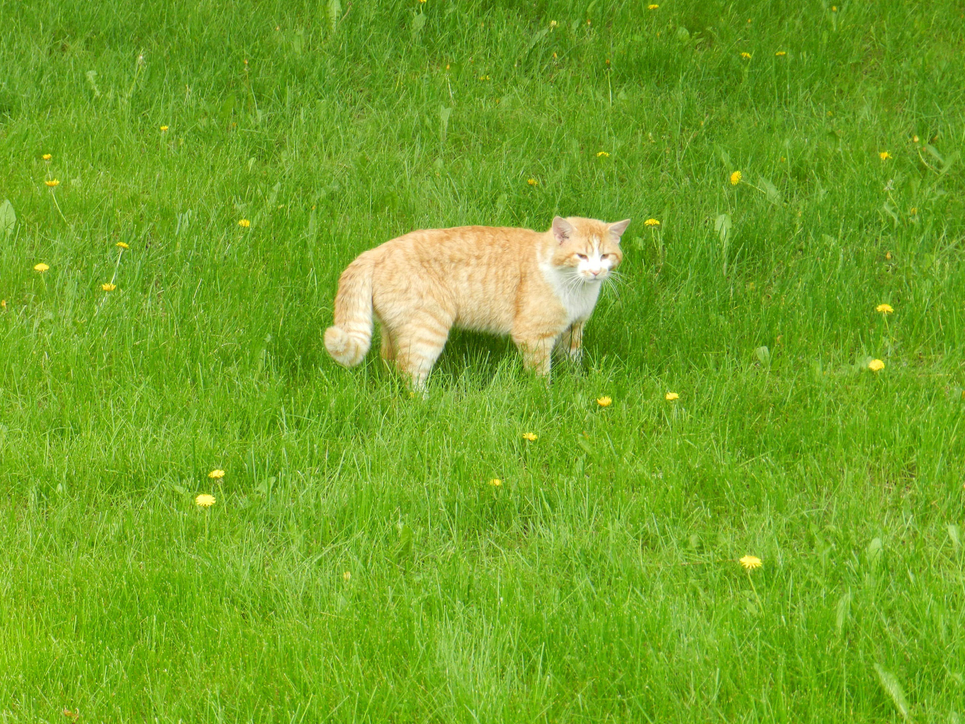 cat animal neighbor's cat free photo