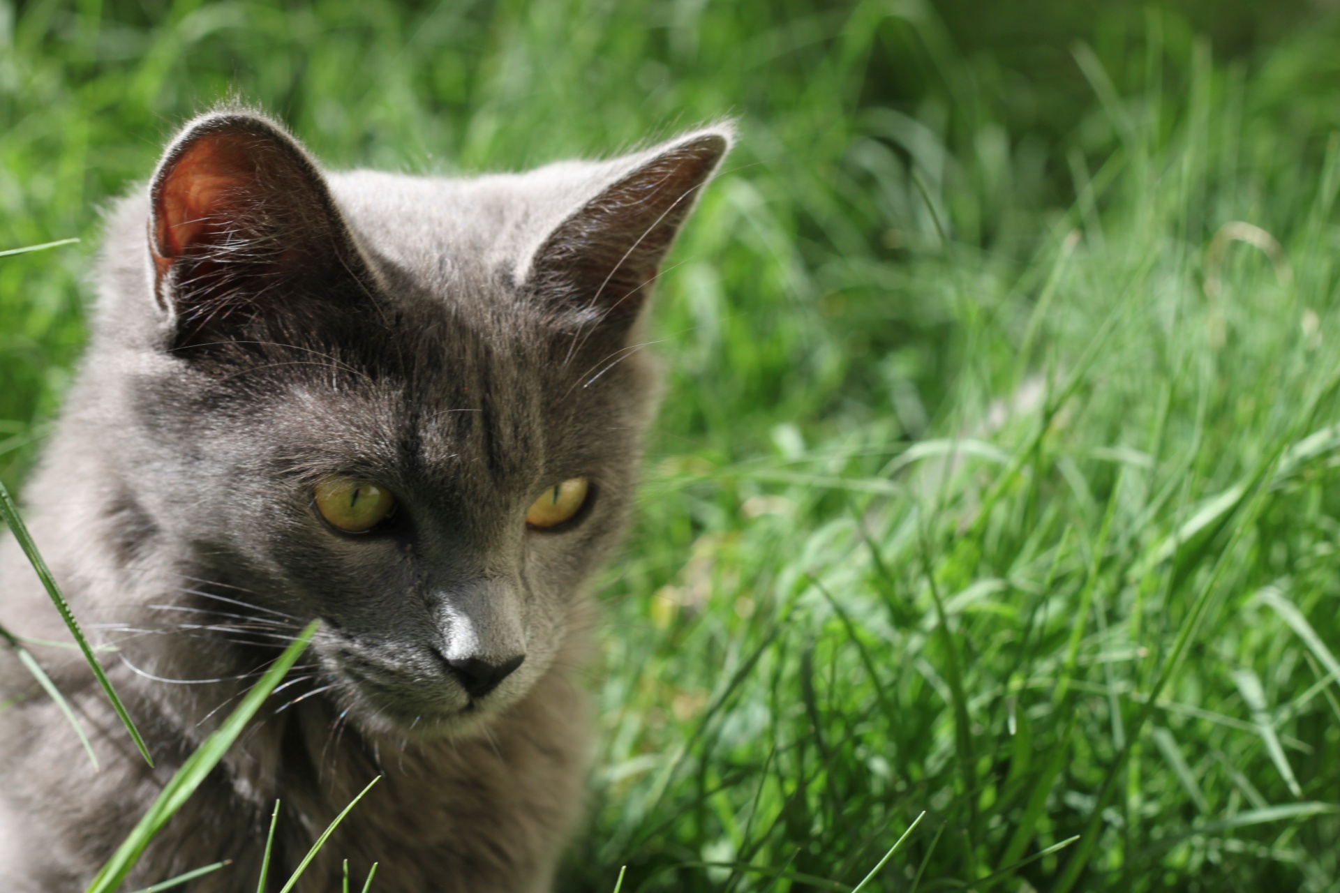 rest cat baby free photo