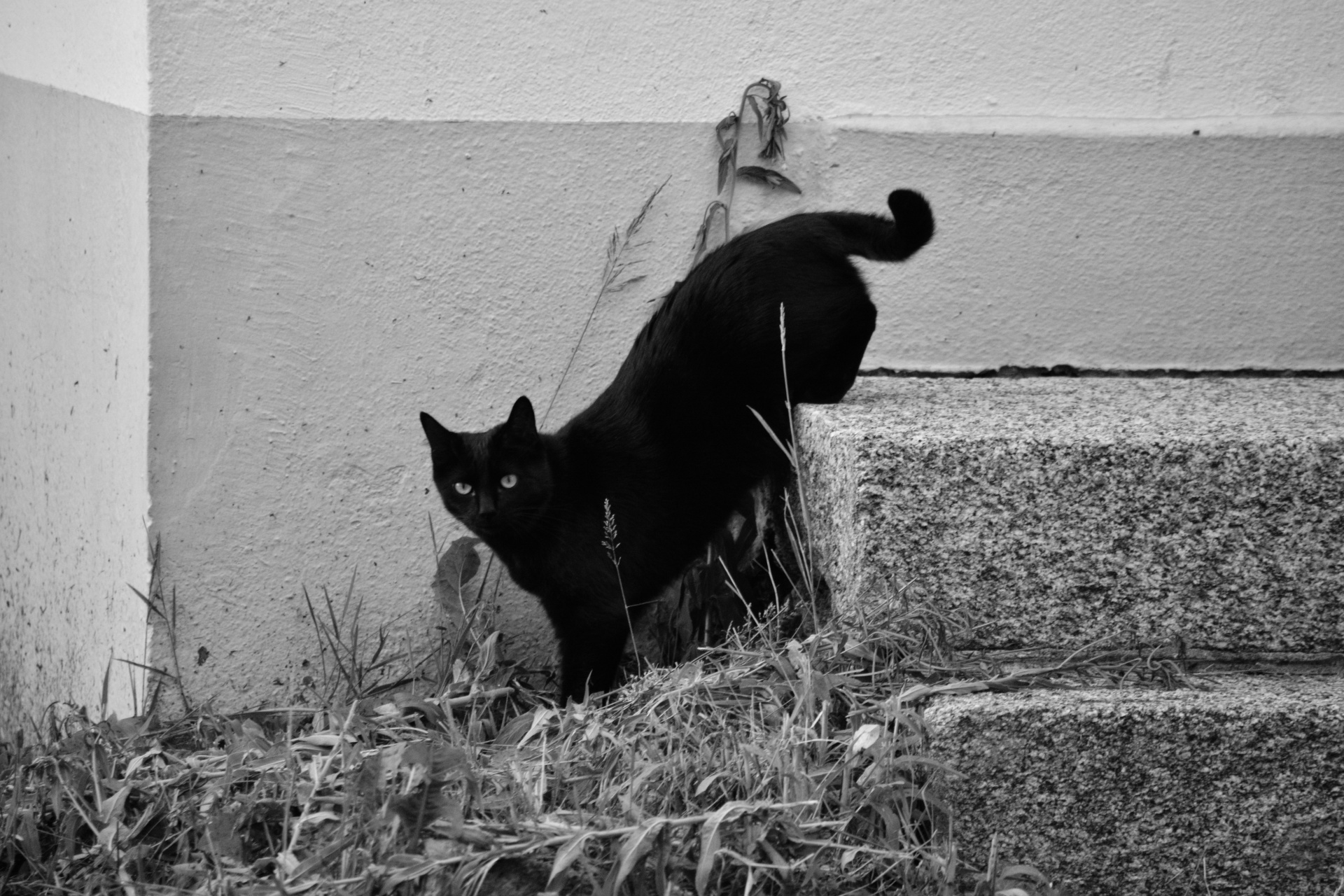 cat black black cat free photo