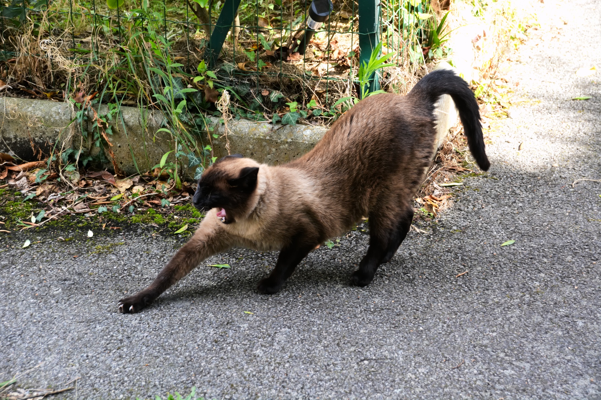 cat siamese cat feline free photo