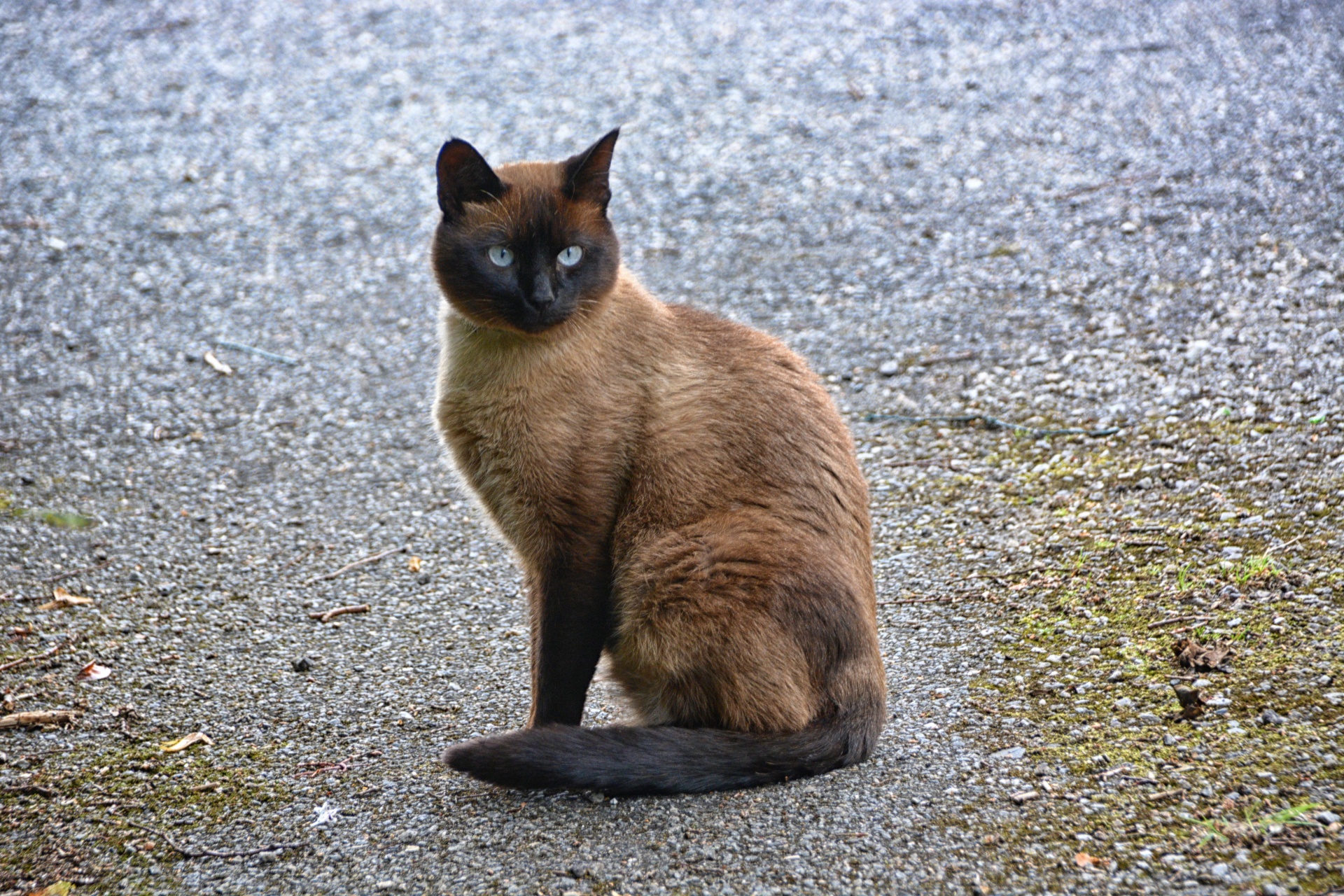 cat siamese cat feline free photo